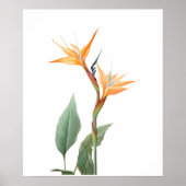 極楽鳥の絵 (花) ポスター (正面)
