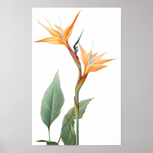 極楽鳥の花の絵 ポスター (正面)