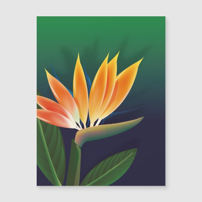極楽鳥花 (正面)