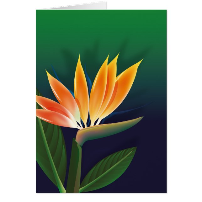 極楽鳥花 (正面)