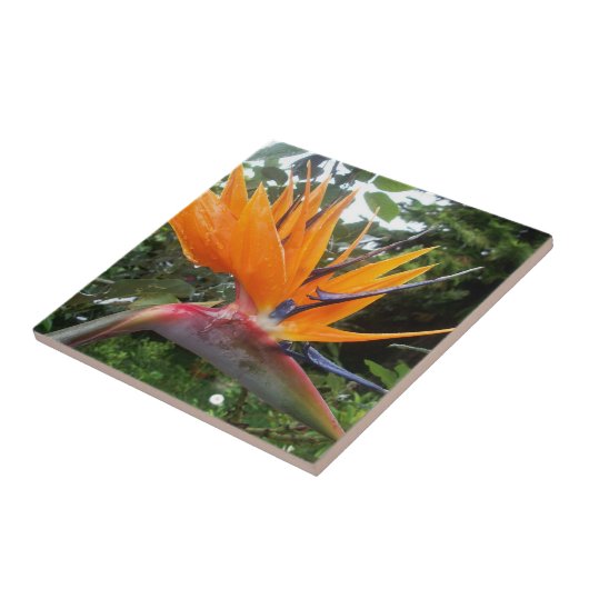 極楽鳥花 タイル (側面)