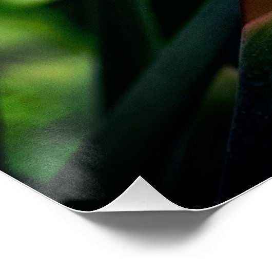 極楽鳥花。 ポスター (コーナー)