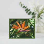 極楽鳥花 ポストカード (スタンド正面)