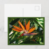 極楽鳥花 ポストカード (正面/裏面)