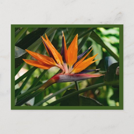 極楽鳥花 ポストカード (正面)