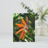 極楽鳥花。 ポストカード (スタンド正面)