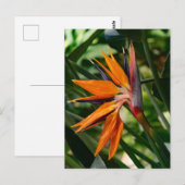 極楽鳥花。 ポストカード (正面/裏面)