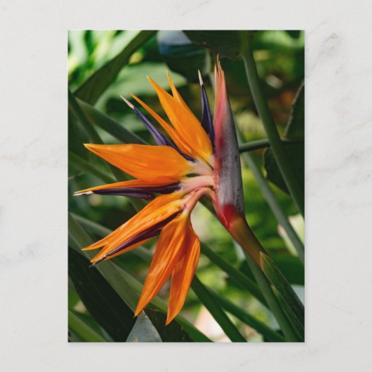 極楽鳥花。 ポストカード (正面)