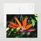 極楽鳥花。 ポストカード (正面/裏面)