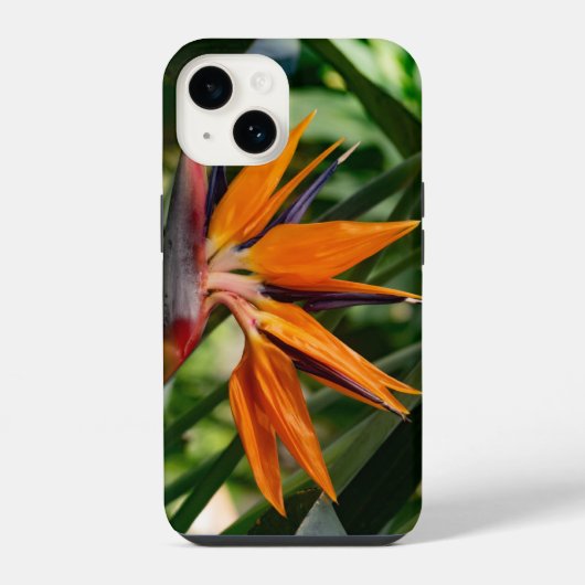極楽鳥花。 iPhoneケース (裏面)