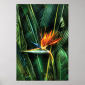 極楽鳥 ポスター (正面)