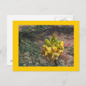 極楽鳥 ポストカード (正面/裏面)