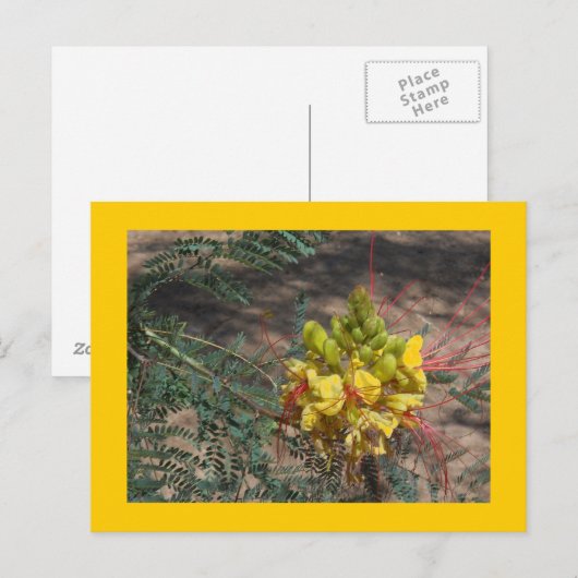 極楽鳥 ポストカード (正面/裏面)