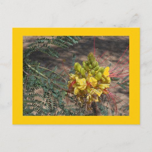 極楽鳥 ポストカード (正面)