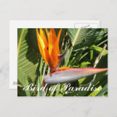 極楽鳥 ポストカード (正面/裏面)