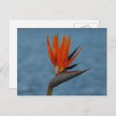 極楽鳥 ポストカード (正面/裏面)