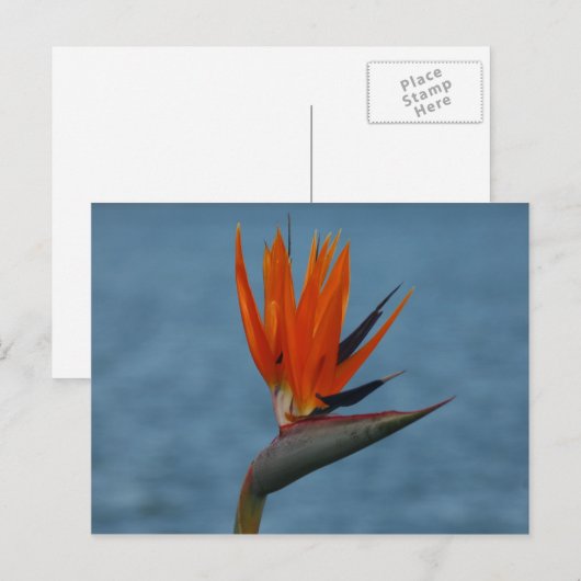 極楽鳥 ポストカード (正面/裏面)