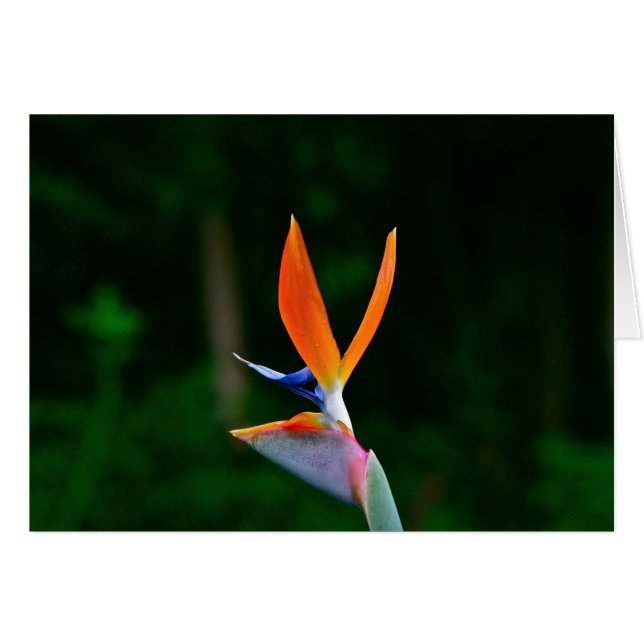 極楽鳥、マウイ (正面横)