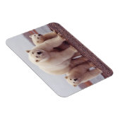 極熊ファミリーかわいい写真 マグネット (右側)