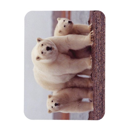 極熊ファミリーかわいい写真 マグネット (縦)