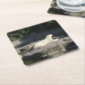 極空ベルリン動物園クヌート スクエアペーパーコースター (アングル)