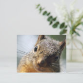 極端なクローズアップリス写真 ポストカード (スタンド正面)