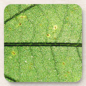 極端な緑の葉 コースター (正面)
