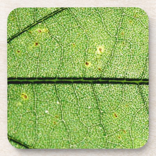 極端な緑の葉 コースター (正面)