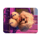 楽しいシーズー+笑顔の子犬 (犬の日) マグネット (横)
