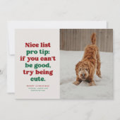 楽しいリスト 面白い かわいい 赤 緑 ペット 写真 クリスマス (正面)