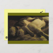 楽園で暮らすピットブル ポストカード (正面/裏面)