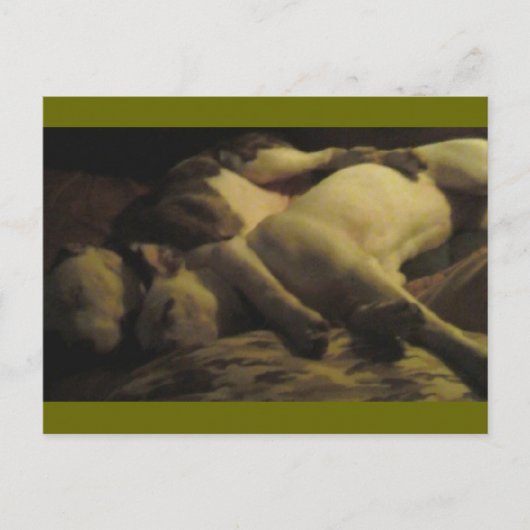 楽園で暮らすピットブル ポストカード (正面)