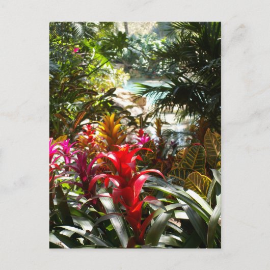 楽園の郵便はがき ポストカード (正面)