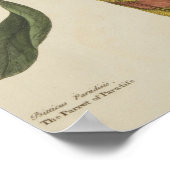 「楽園の鸚鵡」 ポスター (角)