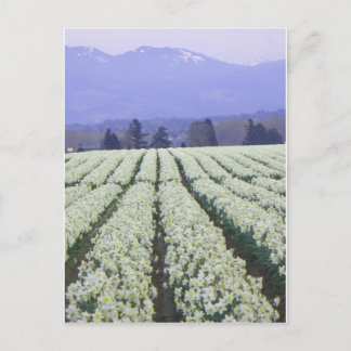 楽園への道 ポストカード