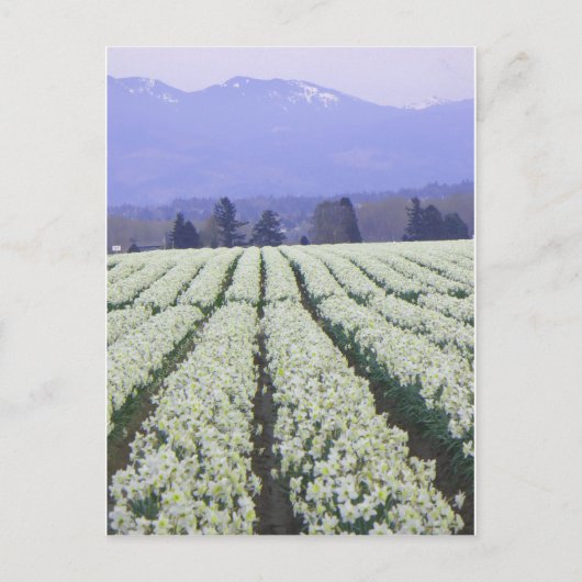 楽園への道 ポストカード (正面)