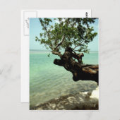 楽園 ポストカード (正面/裏面)