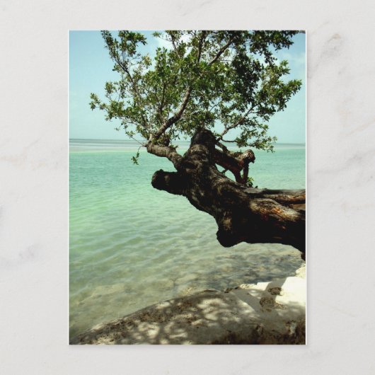 楽園 ポストカード (正面)