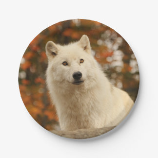 楽天主義 ペーパープレート