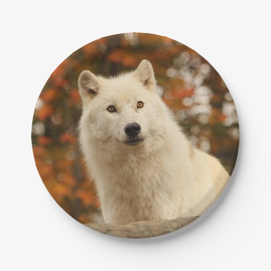 楽天主義 ペーパープレート (正面)