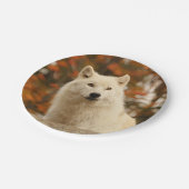 楽天主義 ペーパープレート (アングル)