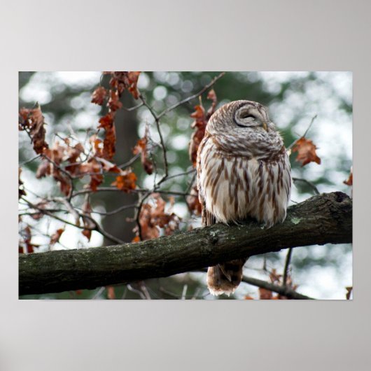 楽観的なフクロウ ポスター (正面)