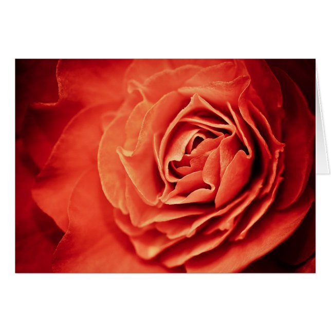 楽観的な生活 (正面横)