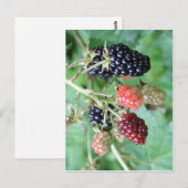 概要Blackberryの取り込み範囲 ポストカード (正面/裏面)