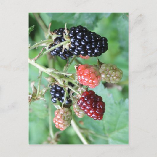 概要Blackberryの取り込み範囲 ポストカード (正面)