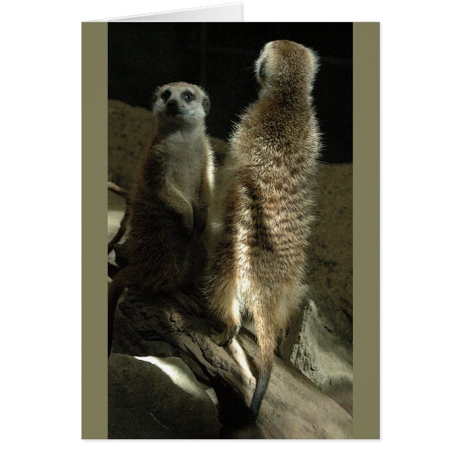 構成する時間! Meerkats (正面)