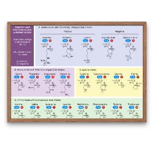構造を有する生物学における21アミノ酸 ポスター