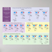 構造を有する生物学における21アミノ酸 ポスター (正面)