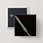 槍ポイント、弥生時代、200 BC-AD 100 缶バッジ (正面&裏面)