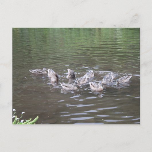 様々なアラスカの風景 ポストカード (正面)